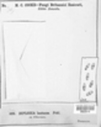 Diplodia lantanae image